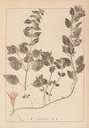 Herbier de la flore française Pl.0762