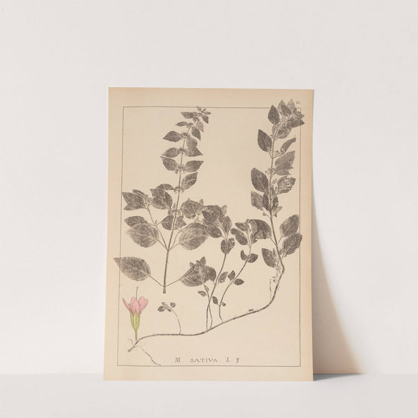 Herbier de la flore française Pl.0762 by Louis Antoine Cusin