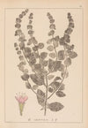 Herbier de la flore française Pl.0763