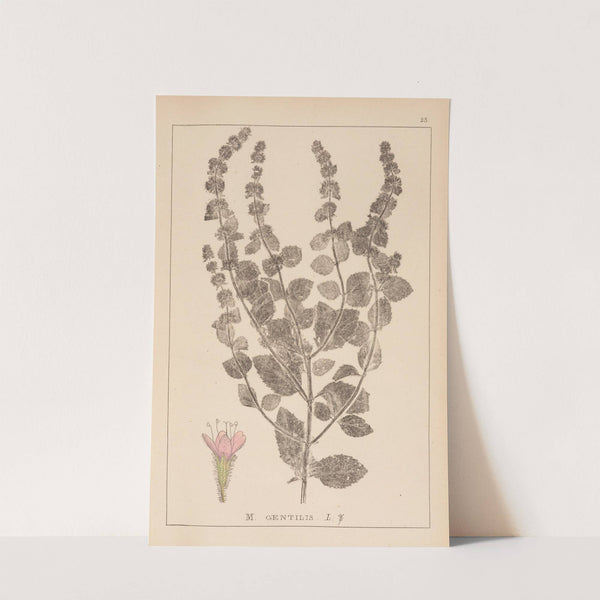 Herbier de la flore française Pl.0763 by Louis Antoine Cusin