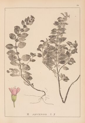 Herbier de la flore française Pl.0764