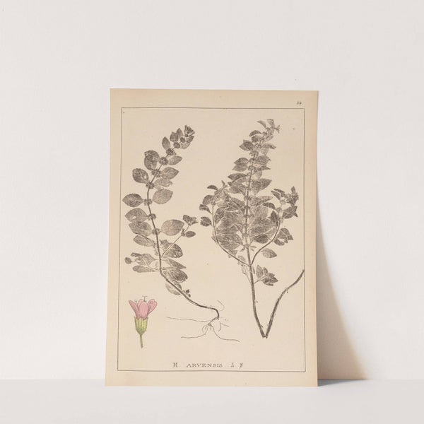 Herbier de la flore française Pl.0764 by Louis Antoine Cusin