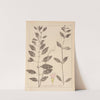 Herbier de la flore française Pl.0765 by Louis Antoine Cusin