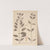 Herbier de la flore française Pl.0765 by Louis Antoine Cusin