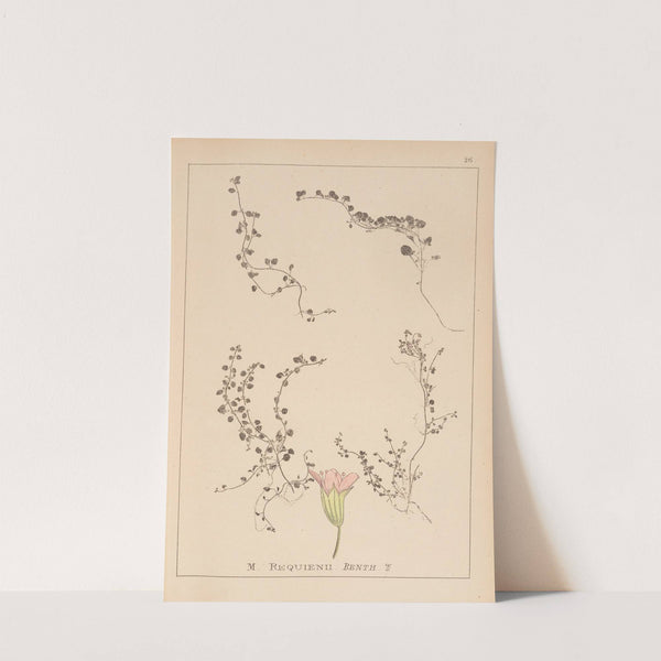 Herbier de la flore française Pl.0766 by Louis Antoine Cusin