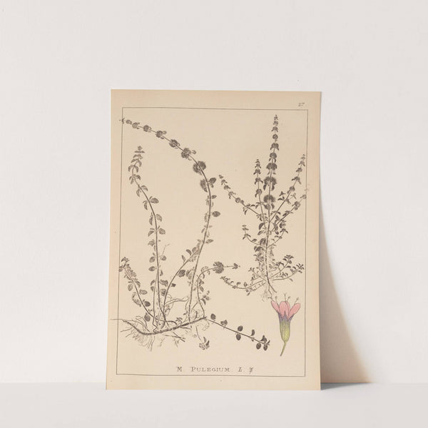 Herbier de la flore française Pl.0767 by Louis Antoine Cusin