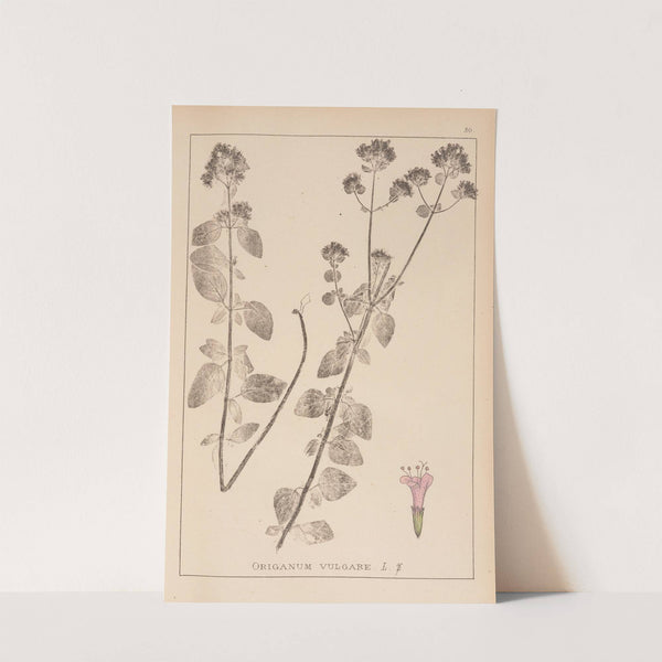 Herbier de la flore française Pl.0770 by Louis Antoine Cusin