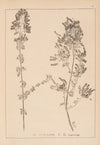 Herbier de la flore française Pl.0771