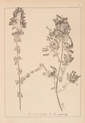 Herbier de la flore française Pl.0771