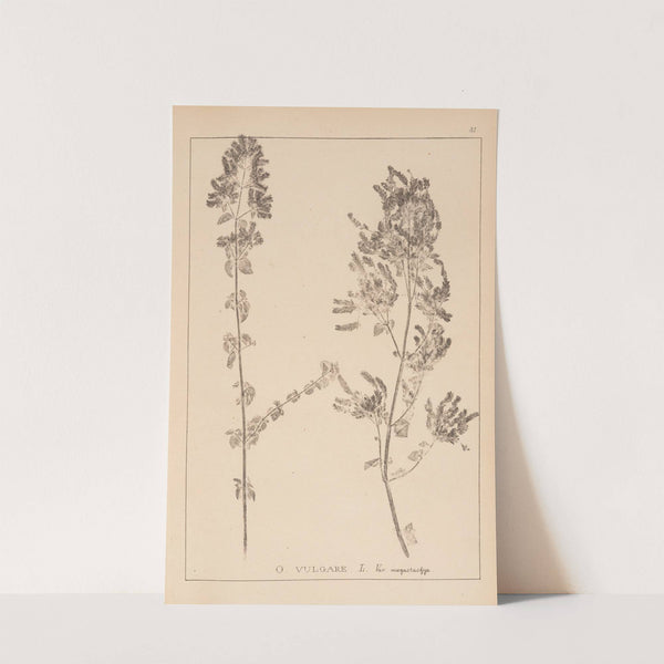 Herbier de la flore française Pl.0771 by Louis Antoine Cusin