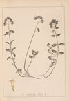 Herbier de la flore française Pl.0772