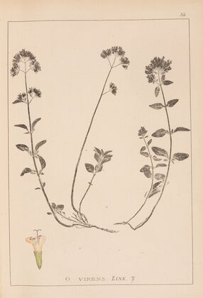 Herbier de la flore française Pl.0772