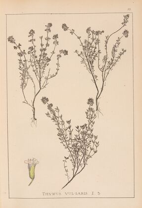 Herbier de la flore française Pl.0773