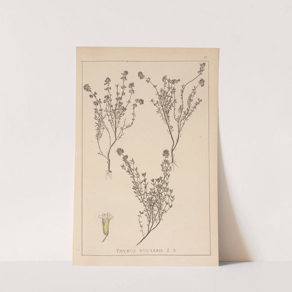 Herbier de la flore française Pl.0773 by Louis Antoine Cusin