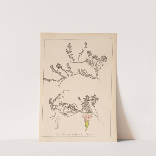 Herbier de la flore française Pl.0774 by Louis Antoine Cusin