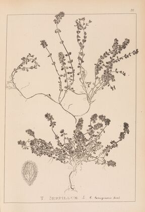 Herbier de la flore française Pl.0776