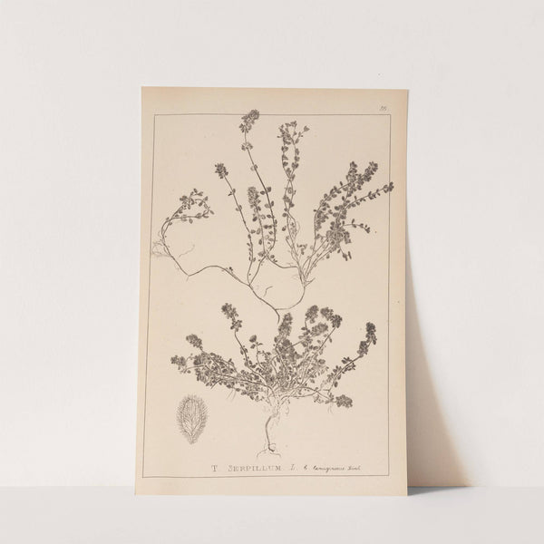 Herbier de la flore française Pl.0776 by Louis Antoine Cusin