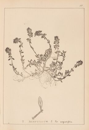 Herbier de la flore française Pl.0777