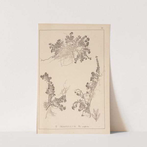 Herbier de la flore française Pl.0778 by Louis Antoine Cusin