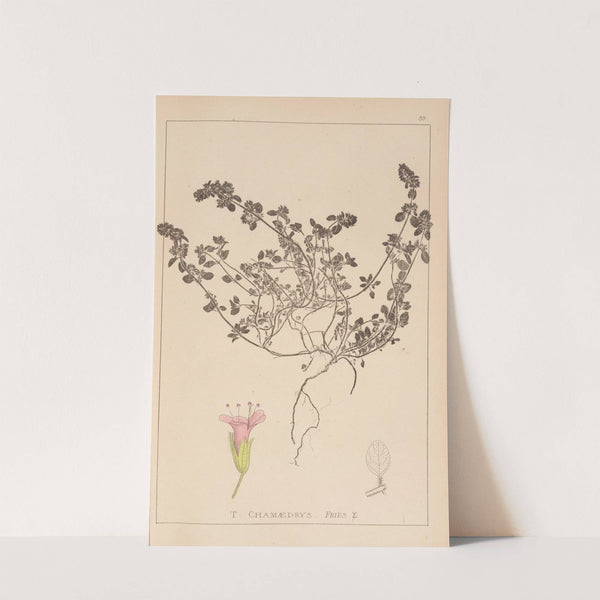 Herbier de la flore française Pl.0779 by Louis Antoine Cusin