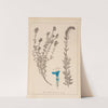 Herbier de la flore française Pl.0781 by Louis Antoine Cusin
