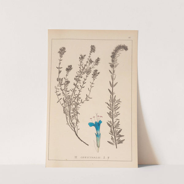 Herbier de la flore française Pl.0781 by Louis Antoine Cusin