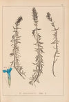 Herbier de la flore française Pl.0782