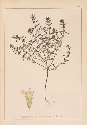 Herbier de la flore française Pl.0783