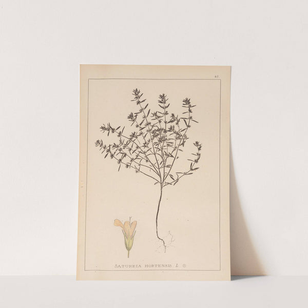 Herbier de la flore française Pl.0783 by Louis Antoine Cusin