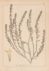 Herbier de la flore française Pl.0784