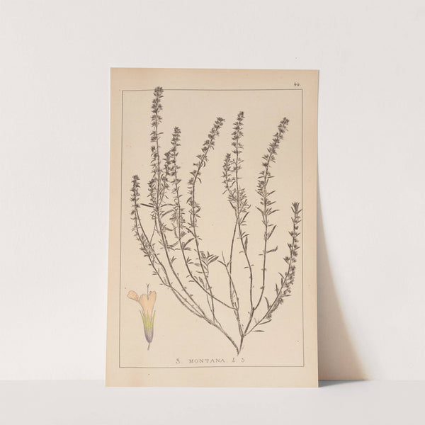 Herbier de la flore française Pl.0784 by Louis Antoine Cusin