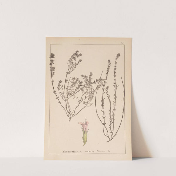 Herbier de la flore française Pl.0785 by Louis Antoine Cusin