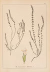 Herbier de la flore française Pl.0786