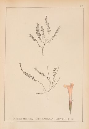 Herbier de la flore française Pl.0788