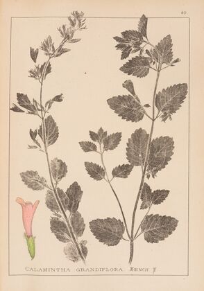 Herbier de la flore française Pl.0789