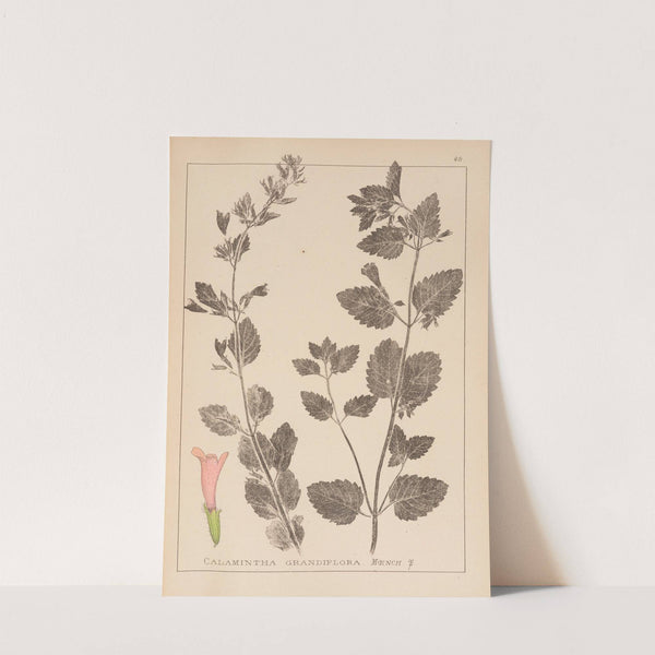 Herbier de la flore française Pl.0789 by Louis Antoine Cusin