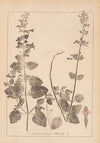 Herbier de la flore française Pl.0790