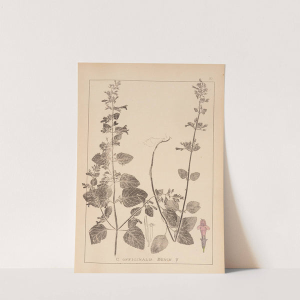 Herbier de la flore française Pl.0790 by Louis Antoine Cusin