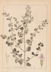 Herbier de la flore française Pl.0791