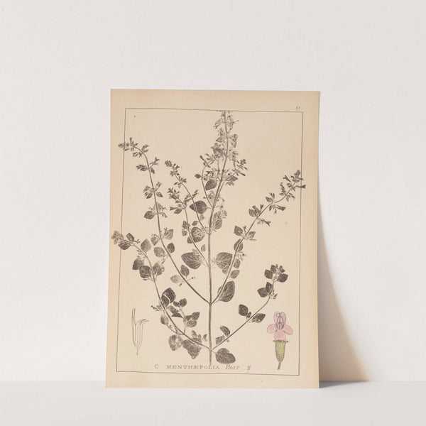 Herbier de la flore française Pl.0791 by Louis Antoine Cusin
