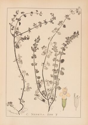 Herbier de la flore française Pl.0792