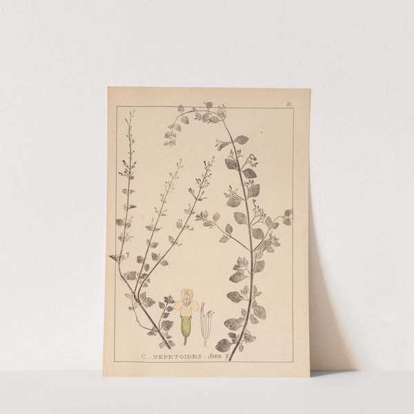 Herbier de la flore française Pl.0793 by Louis Antoine Cusin