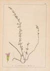 Herbier de la flore française Pl.0794