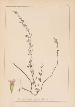 Herbier de la flore française Pl.0794