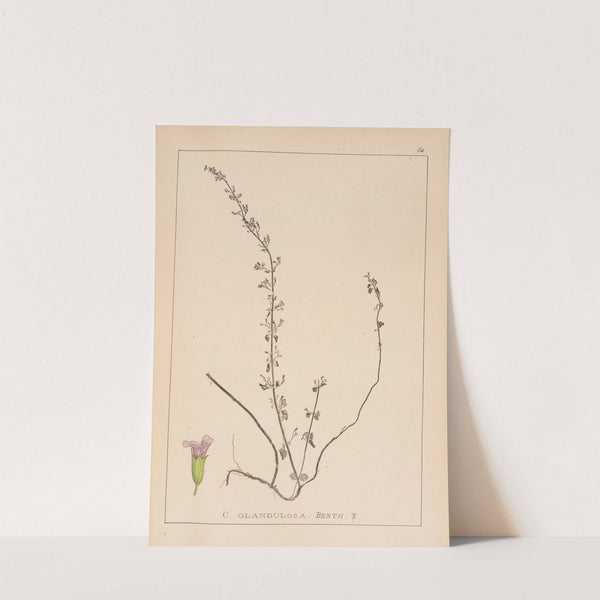 Herbier de la flore française Pl.0794 by Louis Antoine Cusin