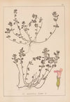 Herbier de la flore française Pl.0795