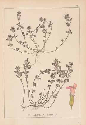 Herbier de la flore française Pl.0795