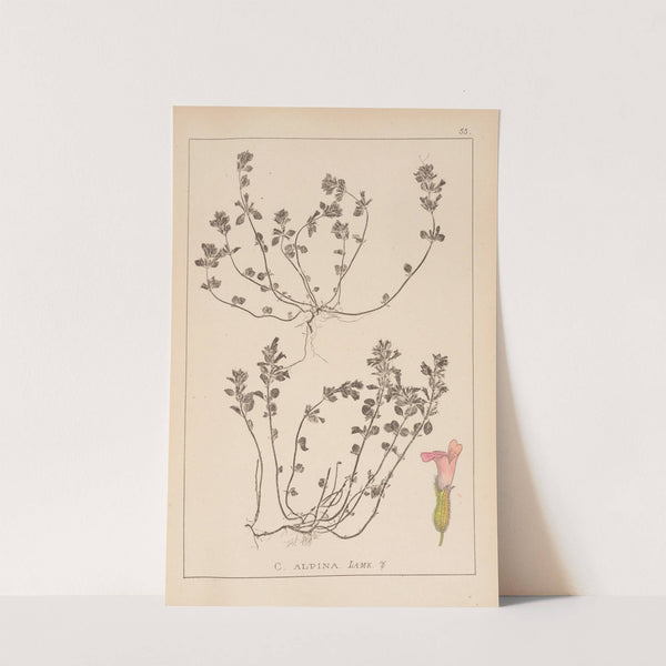 Herbier de la flore française Pl.0795 by Louis Antoine Cusin