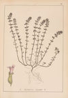 Herbier de la flore française Pl.0796