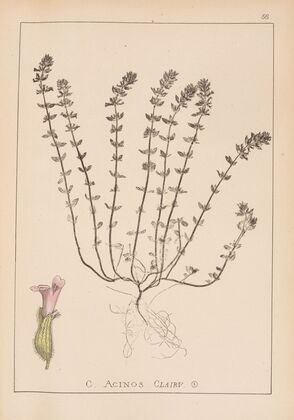Herbier de la flore française Pl.0796